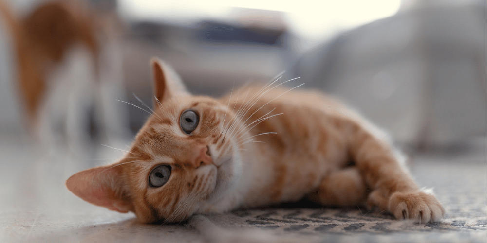 why-is-my-cat-not-playful-anymore-safeline-pet-llc