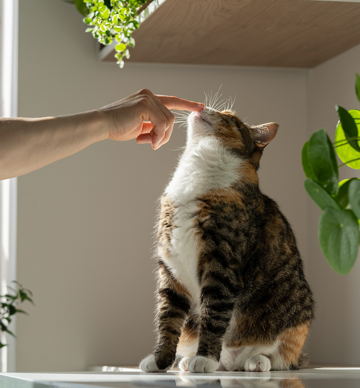 Are Cat Allergens in Dander or Saliva?