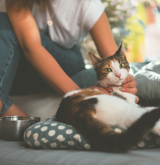 How to Reduce Cat Allergens at Home
