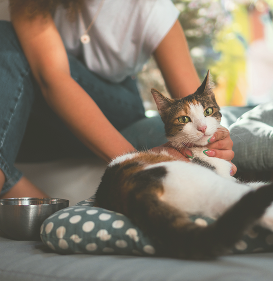 How to Reduce Cat Allergens at Home