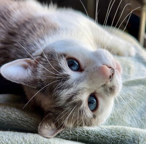 Made With Your Cat In Mind