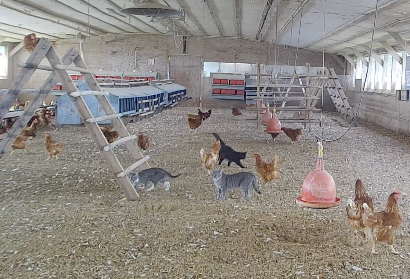 trail cam cats